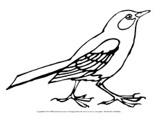 Ausmalbild-Amsel.pdf